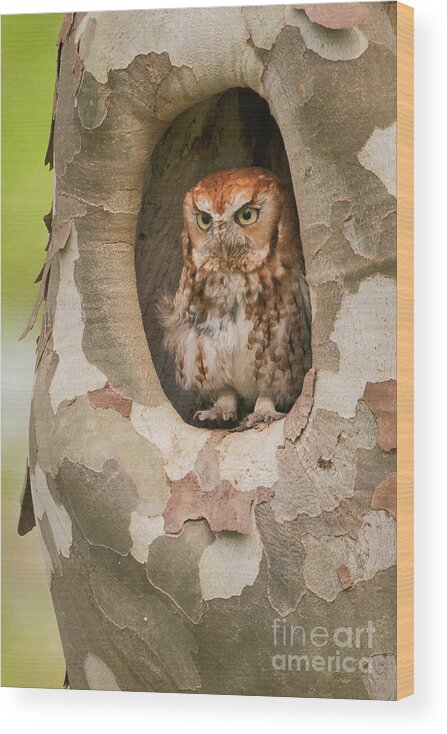 Eastern Screech Owl Wood Print featuring the photograph Eastern Screech Owl in Sycamore BI10140 by Mark Graf