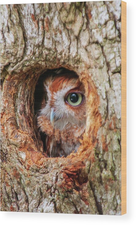 Birds Wood Print featuring the photograph Eastern Screech Owl by Louis Dallara
