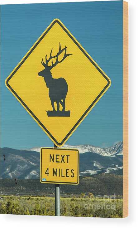 Elk Wood Print featuring the photograph Elk Warning Sign by Tim Mulina