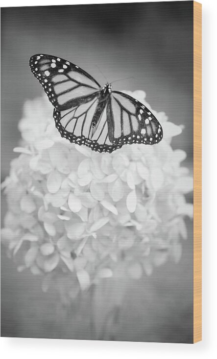 Butterfly Wood Print featuring the photograph Essence by Michelle Wermuth