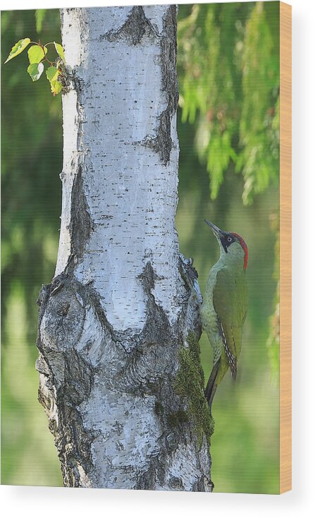 European Wood Print featuring the photograph European Green Woodpecker by Simun Ascic