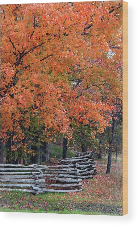 Split Rail Fence Wood Print featuring the photograph Fall Colors Split Rail Fence by David T Wilkinson