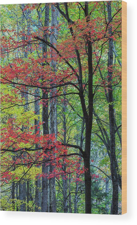 Jeff Foott Wood Print featuring the photograph Fall Maple In The Smoky Mts by Jeff Foott