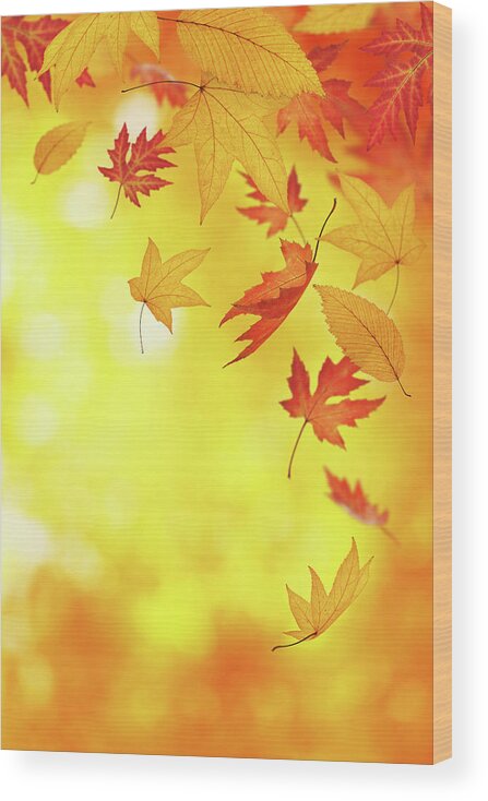 Curve Wood Print featuring the photograph Falling Autumn Leaves by Borchee
