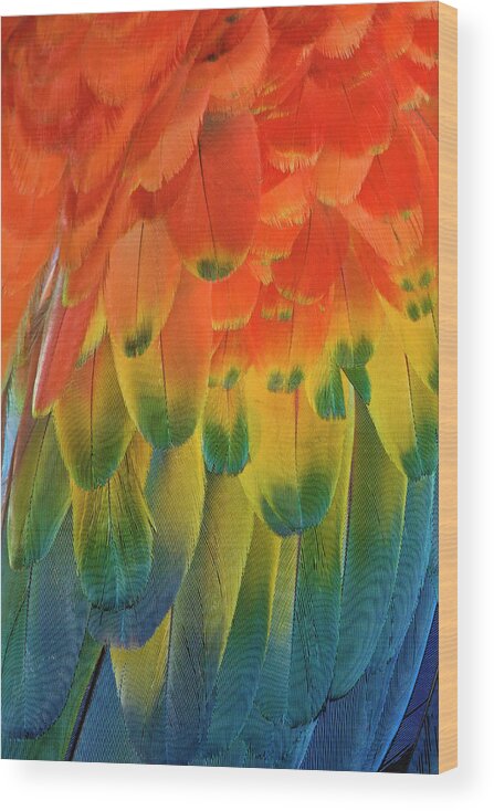 Macaw Wood Print featuring the photograph Feather Pattern, Scarlet Macaw by Adam Jones