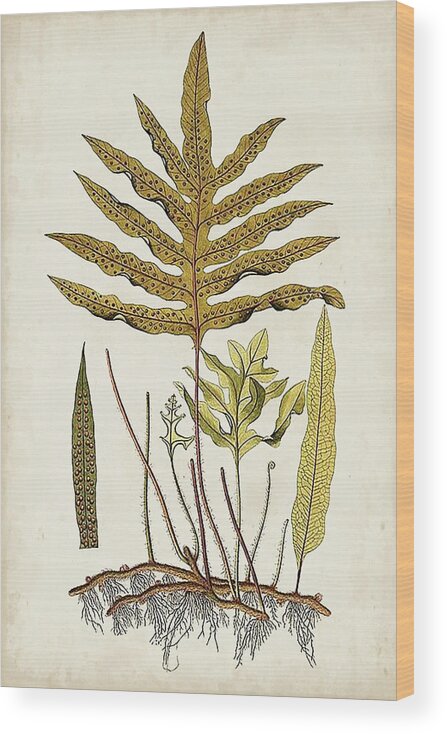Botanical & Floral+ferns+botanical Study Wood Print featuring the painting Fern Botanical I by Vision Studio