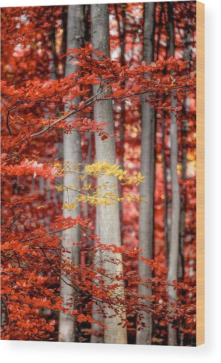 Autumn Wood Print featuring the photograph Final Moments by Philippe Sainte-Laudy