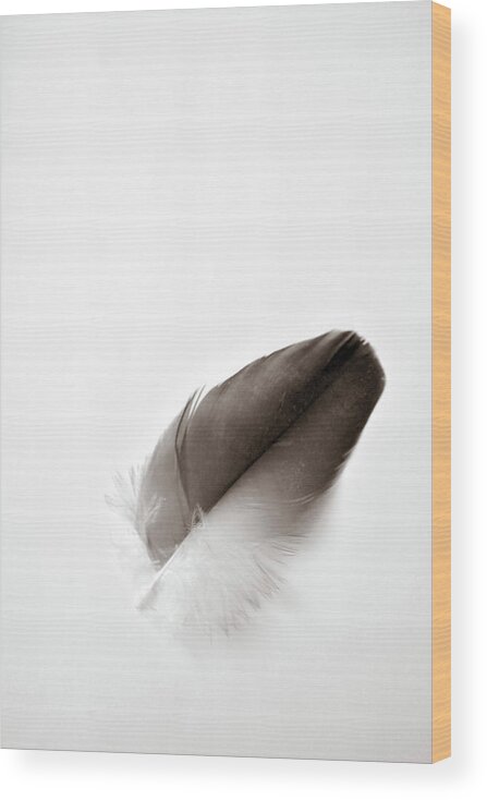 Feather Wood Print featuring the photograph Flightless by Michelle Wermuth