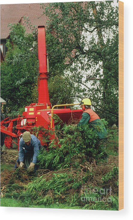 Forest Workers Wood Print featuring the photograph Forestry Workers Feed Cut Branches Into Shredder by Astrid & Hanns-frieder Michler/science Photo Library
