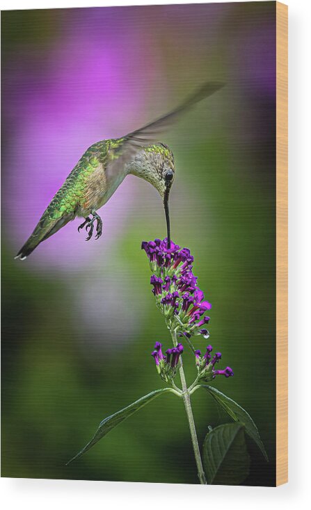 Hummingbird Wood Print featuring the photograph From the Top - Springfield MO by Allin Sorenson