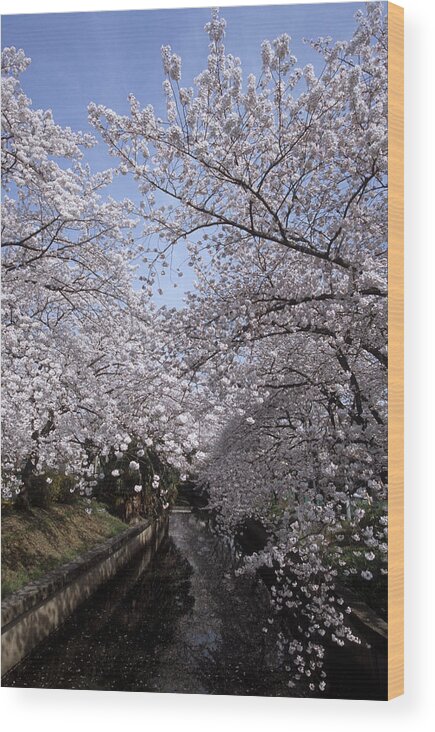 Toda City Wood Print featuring the photograph Full Bloom Cherry Blossoms Near River by Huzu1959