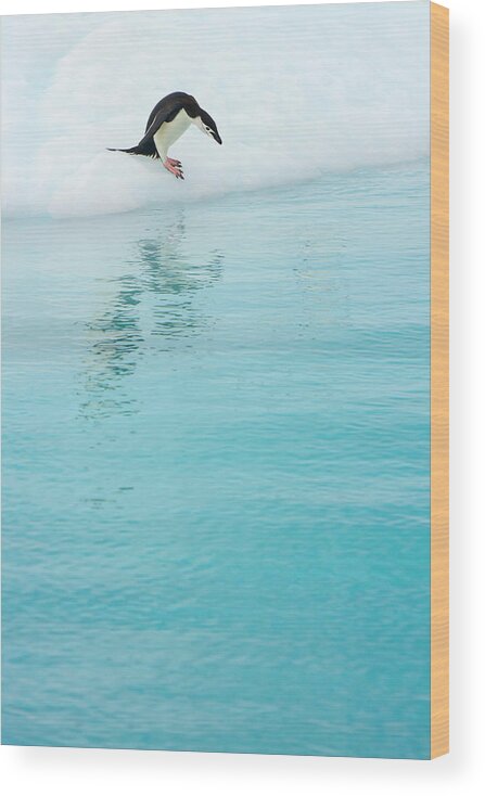 Water's Edge Wood Print featuring the photograph Gentoo Penguin, Iceberg, Antarctic by Eastcott Momatiuk