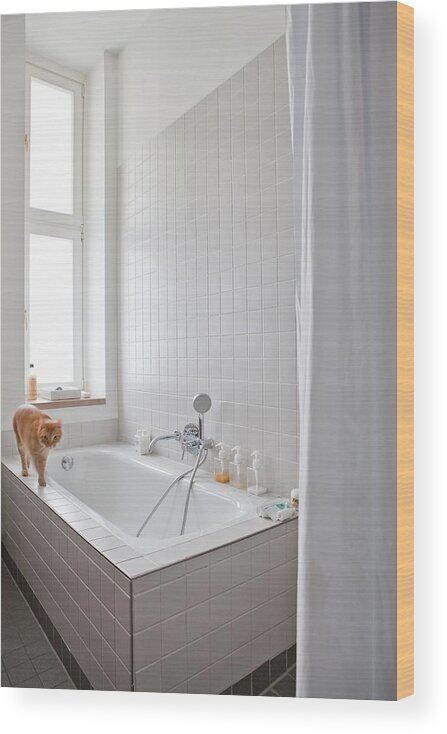 Ip_11500349 Wood Print featuring the photograph Ginger Cat Walking Along Edge Of Bathtub by Anne-catherine Scoffoni