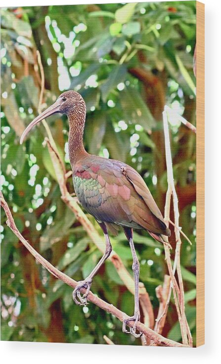 Glossy Wood Print featuring the photograph Glossy Black Ibis by Sarah Lilja