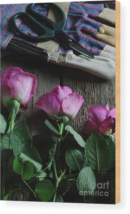 Gardening Glove Wood Print featuring the photograph Gloves And Scissors Next To Pink Roses by Darren Muir
