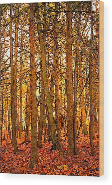 Tree Wood Print featuring the photograph Gold Forest by Robert Bissett
