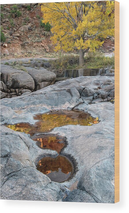 Dominguez Canyon Wood Print featuring the photograph Gold Reflection by Angela Moyer
