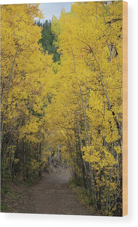 Aspen Wood Print featuring the photograph Golden Aspen Trail by Patrick Nowotny