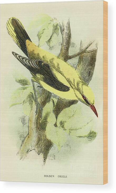 Engraving Wood Print featuring the digital art Golden Oriole Engraving 1896 by Thepalmer