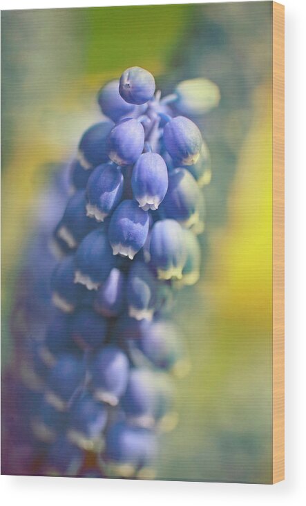 Bunch Wood Print featuring the photograph Grape Hyacinths In Spring by Trina Dopp Photography