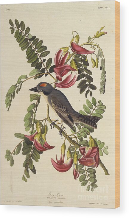 Painted Image Wood Print featuring the drawing Gray Tyrant From The Birds Of America by Heritage Images
