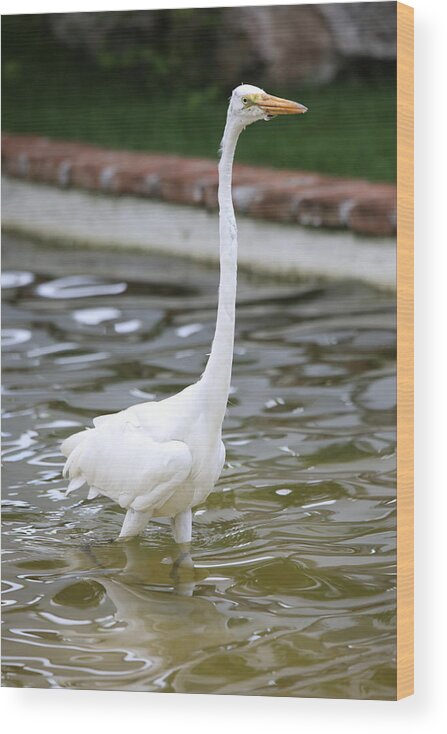 Great Egret Dominican Republic Large Bird Long Neck Graceful White Water Wildlife Wood Print featuring the photograph Great Egret by Scott Burd