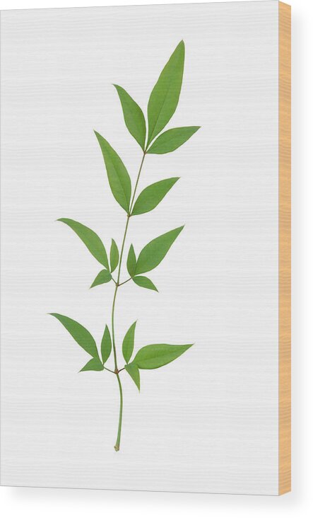 Bamboo Wood Print featuring the photograph Green Bamboo Leaves With Path by Pixhook
