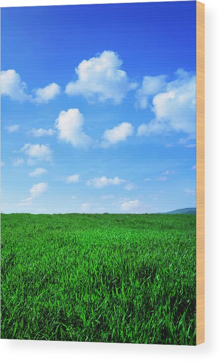 Grass Wood Print featuring the photograph Green Field by Kertlis