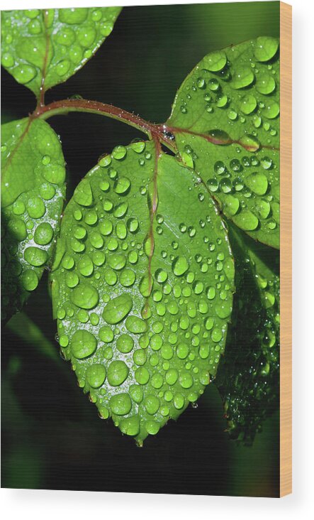 Outdoors Wood Print featuring the photograph Green Rose Leaves After Rain Water by Txphotoblog - Randy Ennis