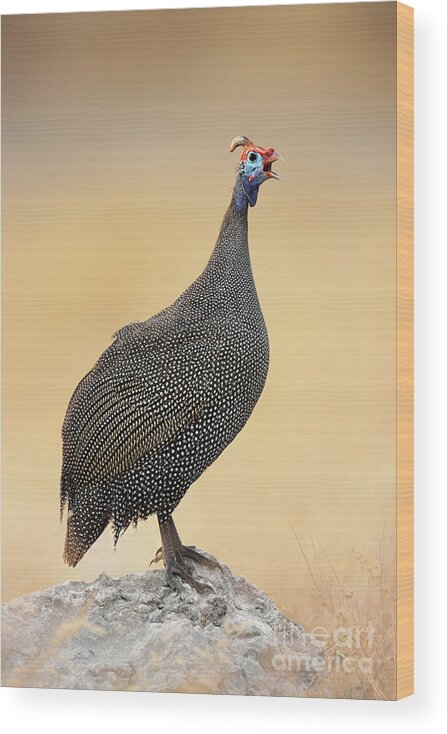 Beak Wood Print featuring the photograph Guinea-fowl Perched On A Rock - Etosha by Johan Swanepoel