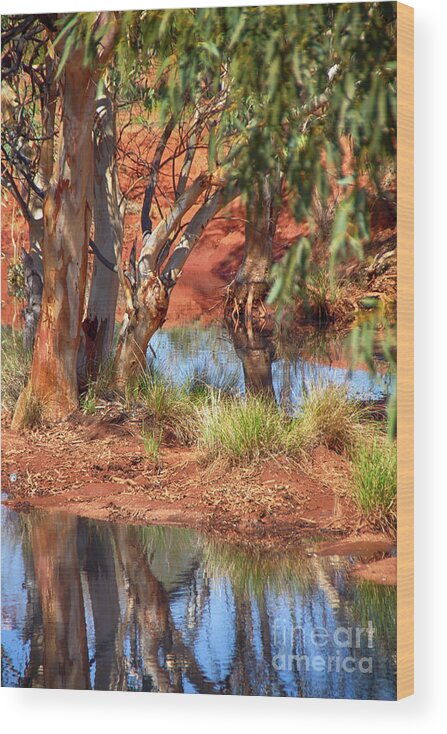 Gum Tree Reflection Wood Print featuring the photograph Gum Tree Reflection by Douglas Barnard