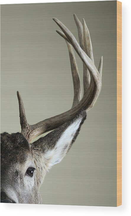 Animal Wood Print featuring the photograph Half Whitetail Deer Head by Nater23