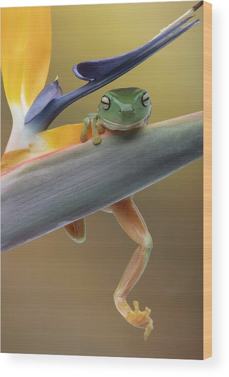 Frog Wood Print featuring the photograph Hanging On by Louise Wolbers