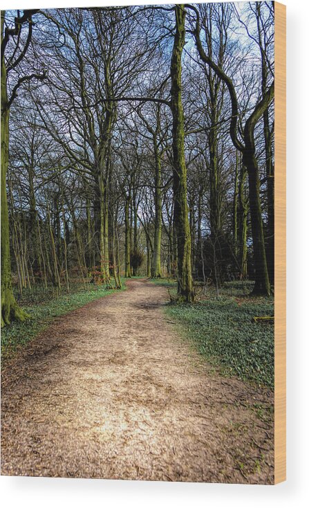 1700 Wood Print featuring the photograph Hardwick Hall Lady Spencer's Walk by Scott Lyons