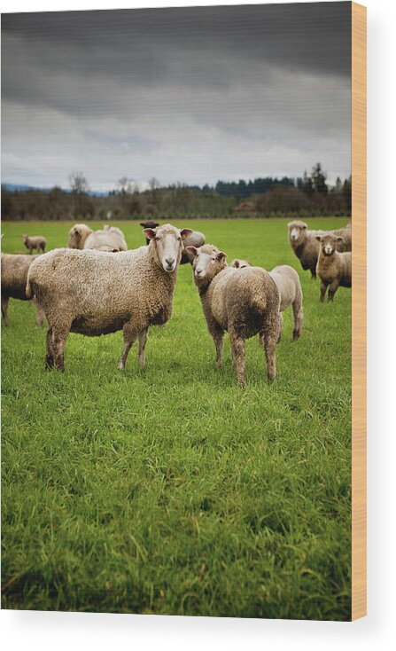 Grass Wood Print featuring the photograph Herd Of Curious Sheep Looking At The by Andipantz