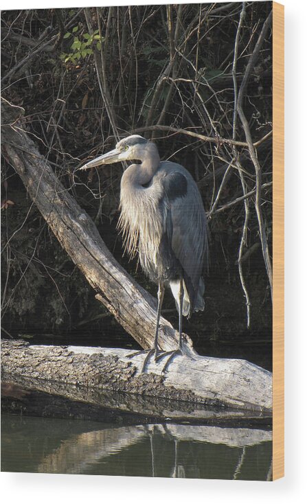 Adult Wood Print featuring the photograph Heron Four by Ann Bridges