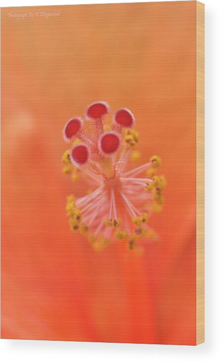 Hibiscus Beauty Wood Print featuring the digital art Hibiscus beauty 222 by Kevin Chippindall