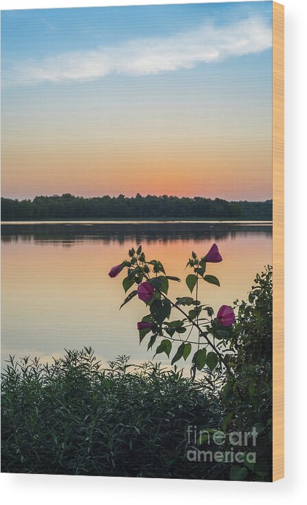 America Wood Print featuring the photograph Hibiscus Sunrise by Jennifer White