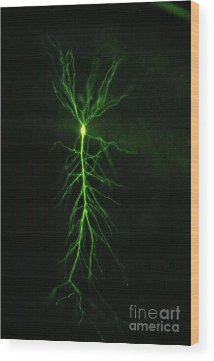 Brain Wood Print featuring the photograph Hippocampus Pyramidal Neuron by Dennis Kunkel Microscopy/science Photo Library