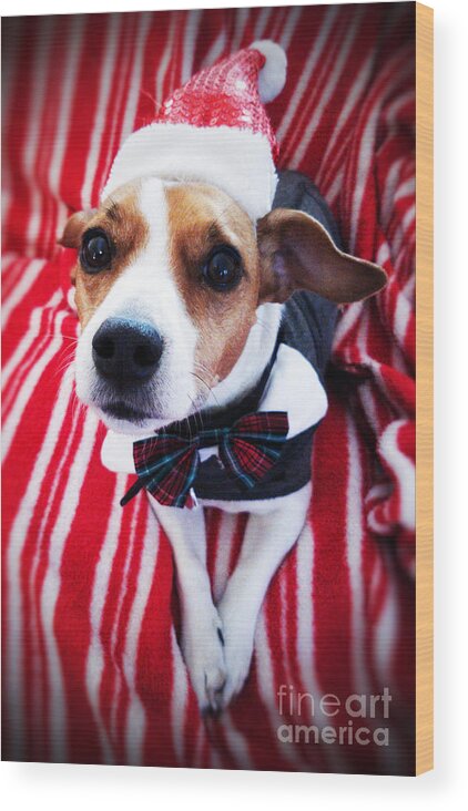 Puppy Wood Print featuring the photograph Holiday Jack by Mary Capriole