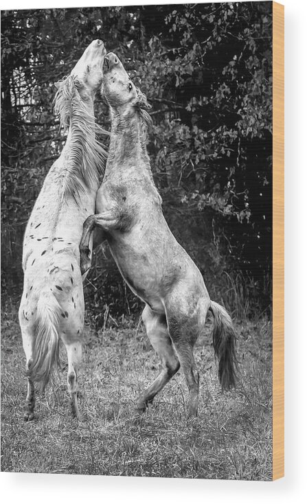 Wild Horses Wood Print featuring the photograph Horsepower by Holly Ross