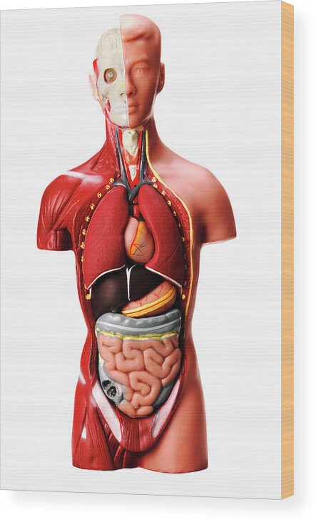 Anatomical Wood Print featuring the drawing Inside Anatomical Male Model by CSA Images