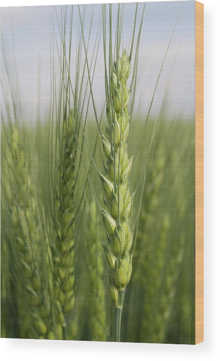 Intimate Bearded Wheat Wood Print featuring the photograph Intimate Bearded Wheat by Dylan Punke