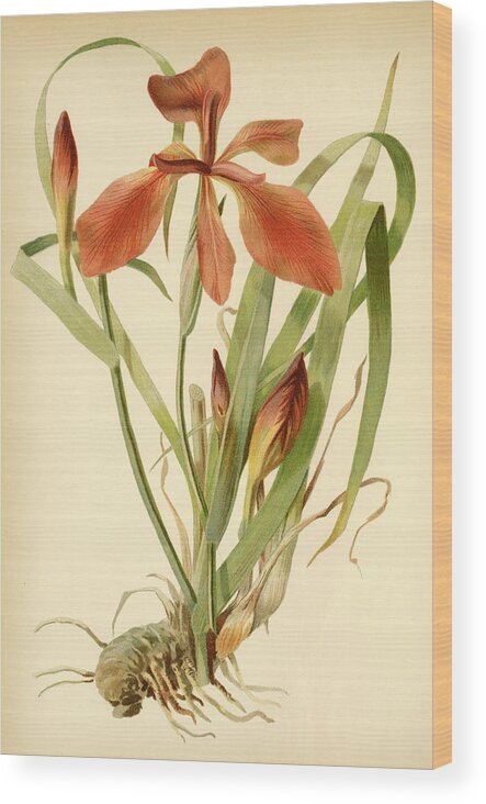Iris Wood Print featuring the mixed media Iris Cuprea Copper Iris. by Unknown