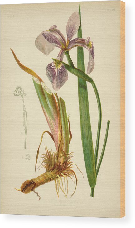 Iris Wood Print featuring the mixed media Iris Versicolor Blue Flag by L Prang