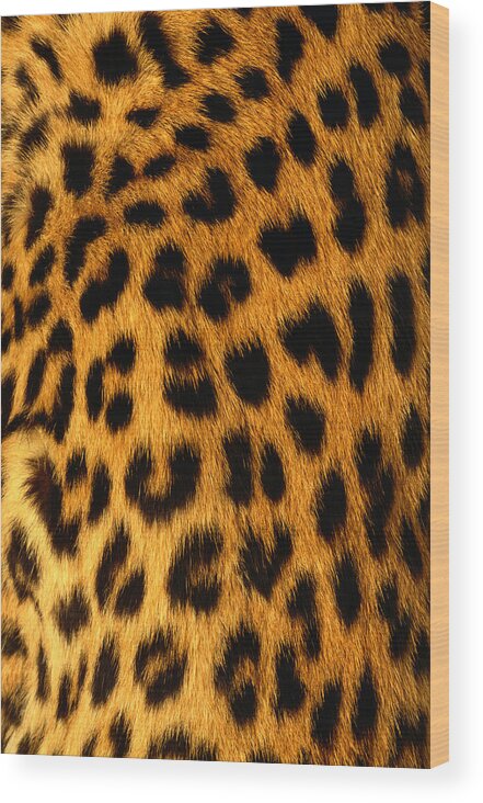 Black Color Wood Print featuring the photograph Jaguar Fur by Siede Preis