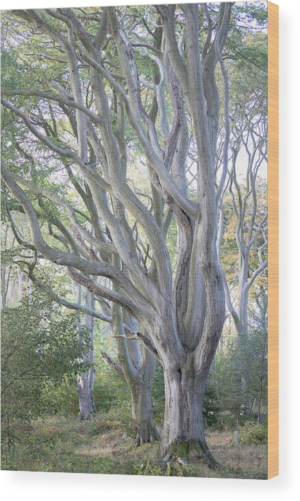 Beech Tree Wood Print featuring the photograph Jenny's Tree by Anita Nicholson