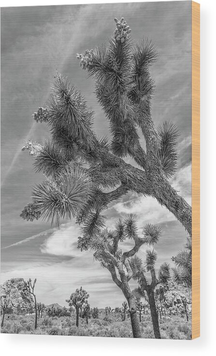 California Wood Print featuring the photograph Joshua Tree National Park by Melanie Viola