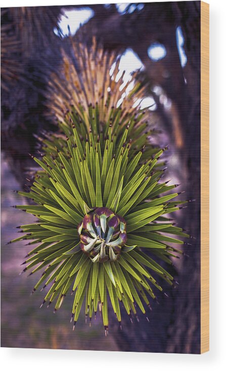 Succulent Wood Print featuring the photograph Joshua Tree Stabbies by Matt Deifer