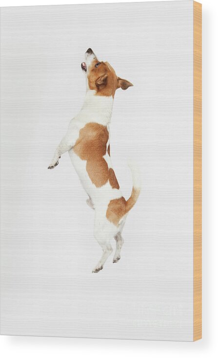 Pets Wood Print featuring the photograph Jumping Jack Russel by Tails